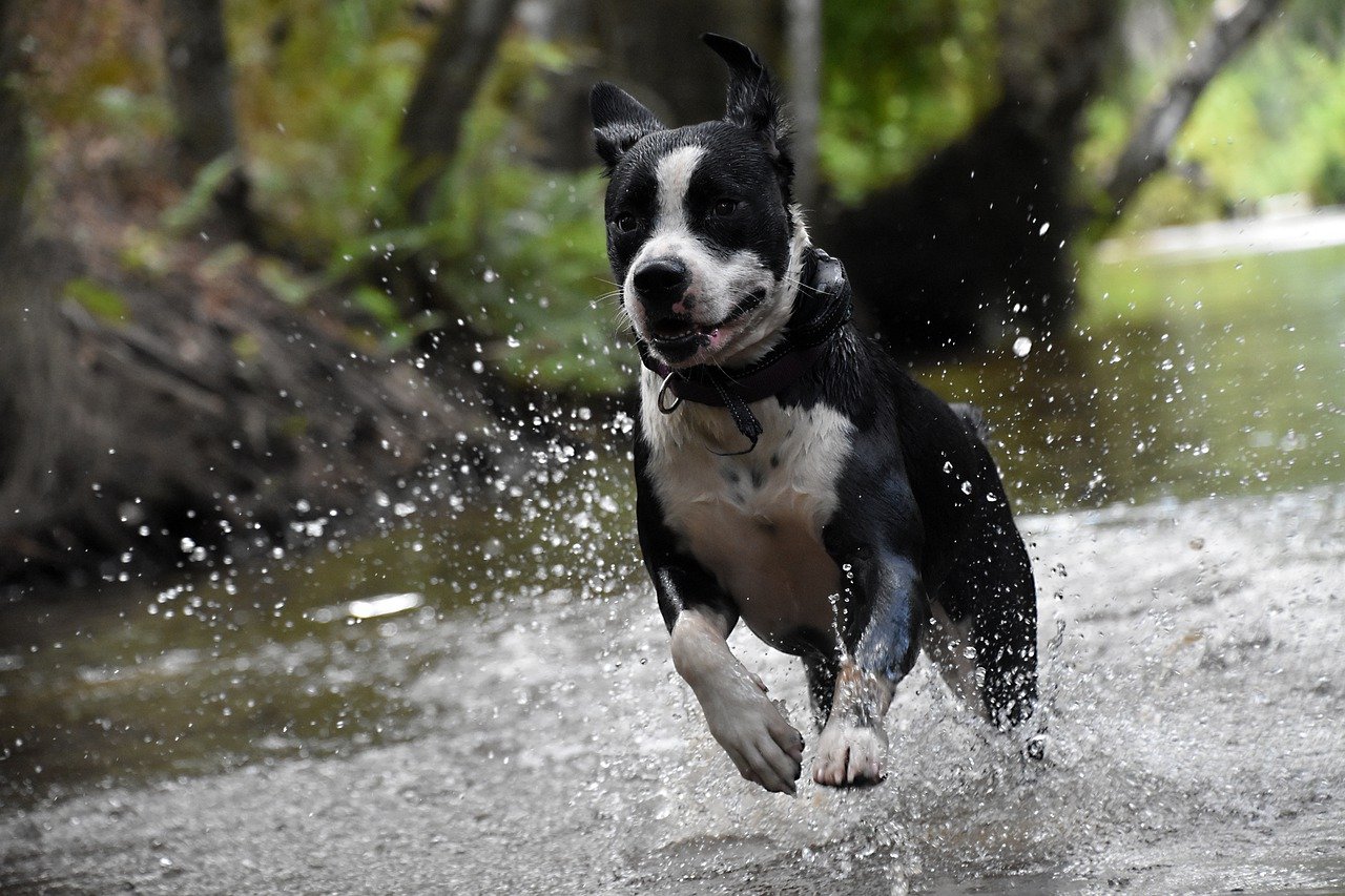 How to Keep Your Pet Safe During an Emergency